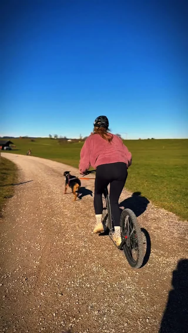 Und am Ende ergibt alles Sinn und die einzelnen Puzzleteile fügen sich zu einem großen Ganzen zusammen. 🧡 #strongdog #zughundesport #zughundetraining