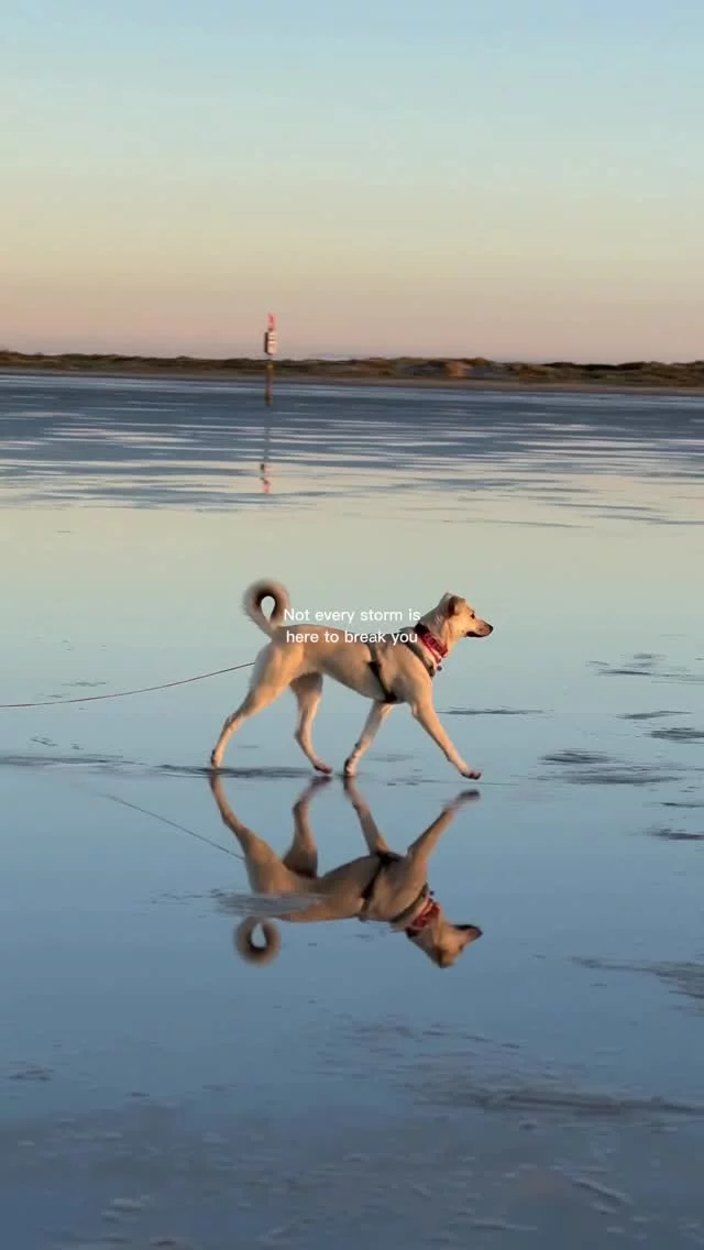 Meer-Vibes 🌊☀️🫶 #strongdog