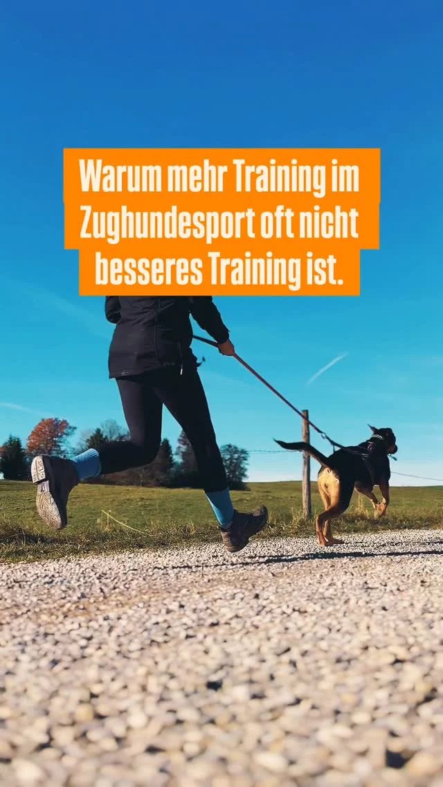 Training scheitert im Zughundesport selten am Hund.
Meist scheitert es daran,
dass wir trainieren,
ohne wirklich zu verstehen,
was wir da eigentlich tun. 💁‍♀️

Dann wird es
zu schnell.
Zu weit.
Zu viel auf einmal.

Der Hund läuft irgendwie mit.
Wir hoffen, dass es sich „einpendelt“.
Spoiler: Tut es meistens nicht. 🙈

Was stattdessen hilft:
	1.	Weniger Tempo, mehr Klarheit
	2.	Training in sinnvolle Schritte zerlegen
	3.	Pausen ernst nehmen (auch mental)
	4.	Den Hund lesen, nicht übergehen
	5.	Verstehen, warum etwas nicht funktioniert, nicht nur dass es nicht funktioniert

Gutes Training fühlt sich nicht spektakulär an.
Aber logisch.
Und fair.

Und genau dann
beginnt Zughundesport richtig Spaß zu machen.

Du willst Zughundesport verstehen? Hol dir deine Masterclass und werde richtig gut für deinen Hund. 🤩

#zughundesport #canicross #zughundetraining #trainingmithund #hundesportmitverstand