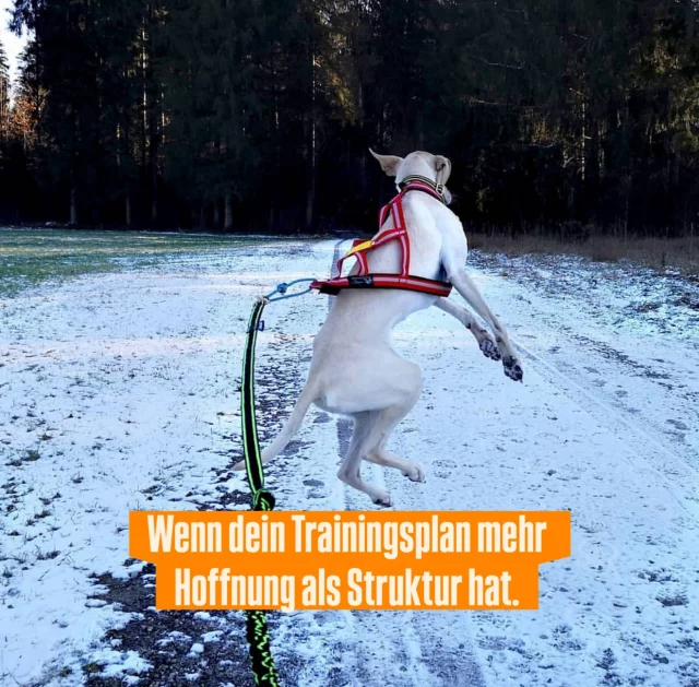 Wir kennen ihn alle.
Diesen Trainingsplan, der ungefähr so aussieht:

„Wir gehen einfach mal los
und schauen, was passiert.“

Manchmal passiert was.
Manchmal auch nicht.

Und manchmal lernt der Hund etwas ganz anderes
als wir eigentlich wollten.

Gutes Training ist kein Orakel.
Es ist kein Raten.
Und es ist auch kein „wird schon“.

Gutes Training hat Struktur.
Und genau das macht es am Ende
so viel entspannter –
für Hund und Mensch. 💁‍♀️

👉 In meiner Masterclass geht es genau um diesen Unterschied. 🚀

#zughundesport #canicross #zughundetraining #trainingmithund #strongdog