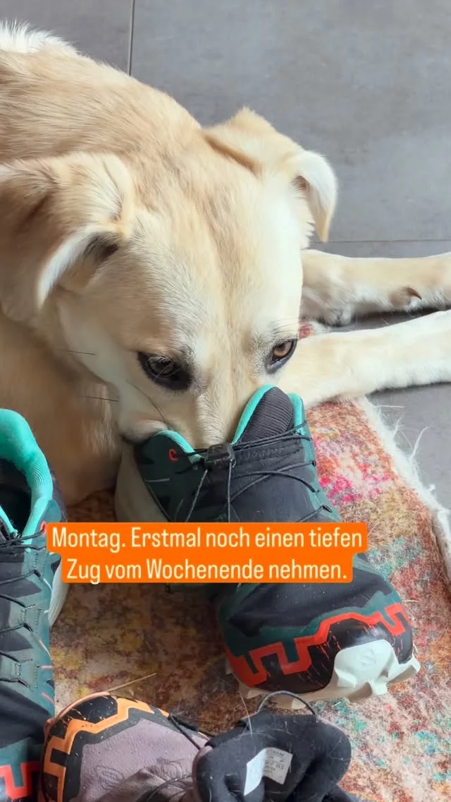 Bist du bereit für die Woche? 🤪 Wir brauchen noch nen tiefen Zug vom Wochenende. 🥳

#zughundesport #canicross #hundesport #lebenmithund #trainingsalltag