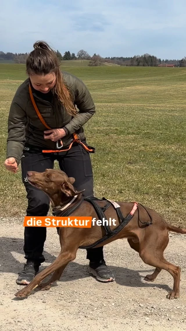 Viele trainieren.
Aber die wenigsten kommen wirklich voran. 💁‍♀️

Und das Problem ist nicht dein Hund.

Das Problem ist,
dass dir niemand zeigt,
wie Training wirklich aufgebaut wird.

Genau deshalb gibt es jetzt den
StrongDog Training Circle. 🤩

👉 klare Trainingsschritte
👉 echte Praxis
👉 direkte Begleitung

Wir sind live.
Die ersten sind bereits drin. 🐾

Wenn du weiter „irgendwie“ trainieren willst,
scroll weiter.

Wenn du willst, dass es funktioniert:
👉 steig jetzt auf Skool zum günstigsten Preis ein.

#zughundesport #canicross #hundetraining #strongdog #teamworkmithund