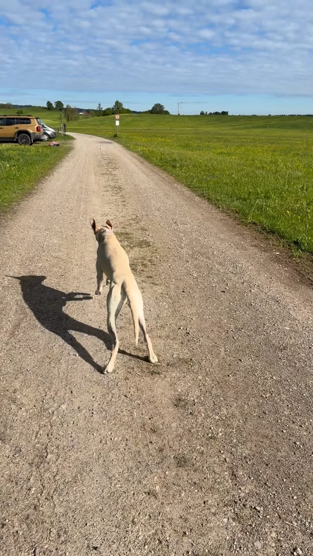 Bevor es um Geschwindigkeit geht, geht es um Kommunikation und vorallem um Ansprechbarkeit.

Die wichtigsten Dinge entstehen nicht im Vollgas. 
Sondern in den Basics. 🤩

Und genau dafür ist der Sommer perfekt.

P.S.: Und es macht richtig viel Spaß. 🥰

#canicrossdeutschland #zughundesport #hundetrainer #hundesport #strongdogtraining