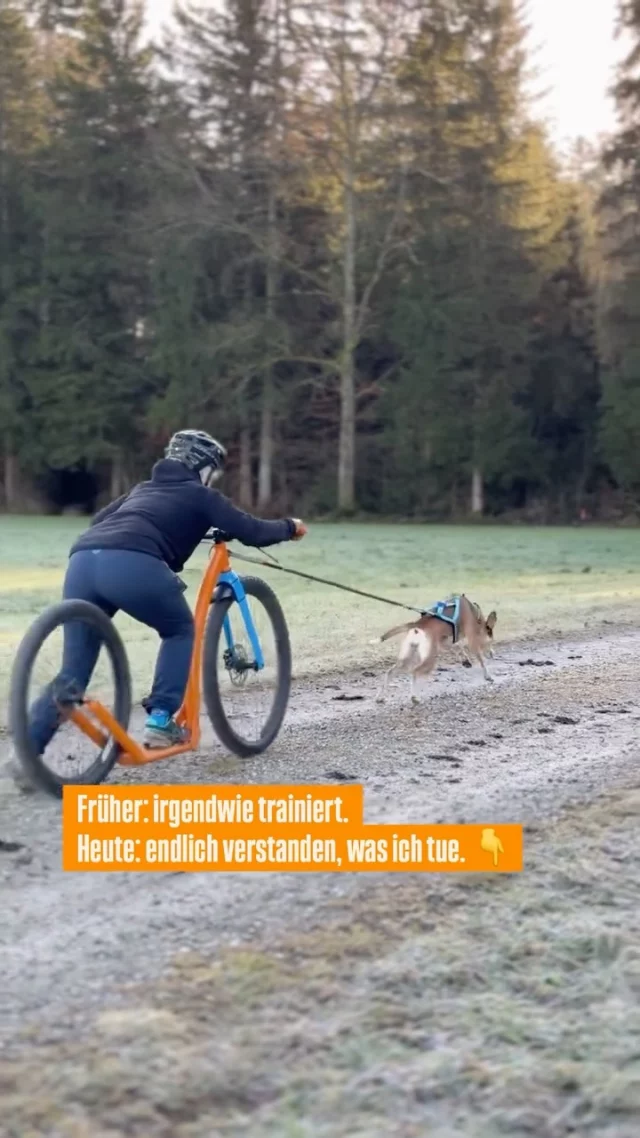 Genau so fühlt sich Training am Anfang oft an. 💁‍♀️

Man macht viel, probiert rum, gibt sich Mühe, aber so richtig klar ist es eigentlich nie. Mal läuft’s, mal gar nicht. Und irgendwie bleibt man immer wieder an denselben Punkten hängen. Nicht, weil der Hund nicht kann. Sondern weil einfach der Plan fehlt.

👉 Wann mache ich was?
👉 Warum funktioniert etwas?
👉 Und woran merke ich überhaupt, dass ich auf dem richtigen Weg bin?

Und genau da passiert der Unterschied. Nicht, wenn du mehr machst, sondern wenn du anfängst zu verstehen, was du da eigentlich tust. Ab dem Moment wird Training ruhiger. Klarer. Und vor allem reproduzierbar.

Und genau darauf bauen wir seit Jahren auf – mit tausenden Teams, die wir begleitet haben und vielen Trainern, die genau diesen Schritt gemacht haben.

Und an alle, die schon in der Masterclass sind: Erkennt ihr euch wieder? 🧡 Schreibt es in die Kommentare.

Wenn du keinen Bock mehr hast, einfach nur zu machen, sondern wirklich verstehen willst, was du tust, dann schau dir die Masterclass an.

#zughundesport #canicross #hundetraining #strongdog #teamworkmithund