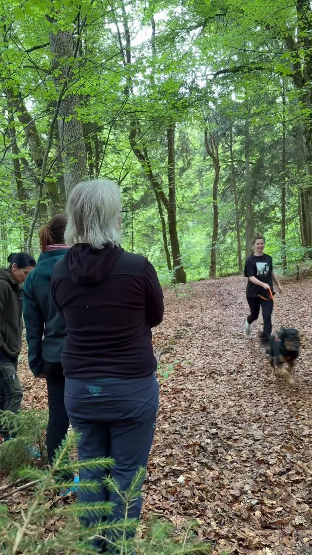 Kein Hund muss perfekt sein.

Nicht hier.

Denn genau dafür trainieren wir: um zu verstehen, zu lernen und gemeinsam besser zu werden.

Und oft entstehen genau in diesen Momenten die wichtigsten Fortschritte.

#canicross #hundetraining #zughundetraining #hundesport #strongdog