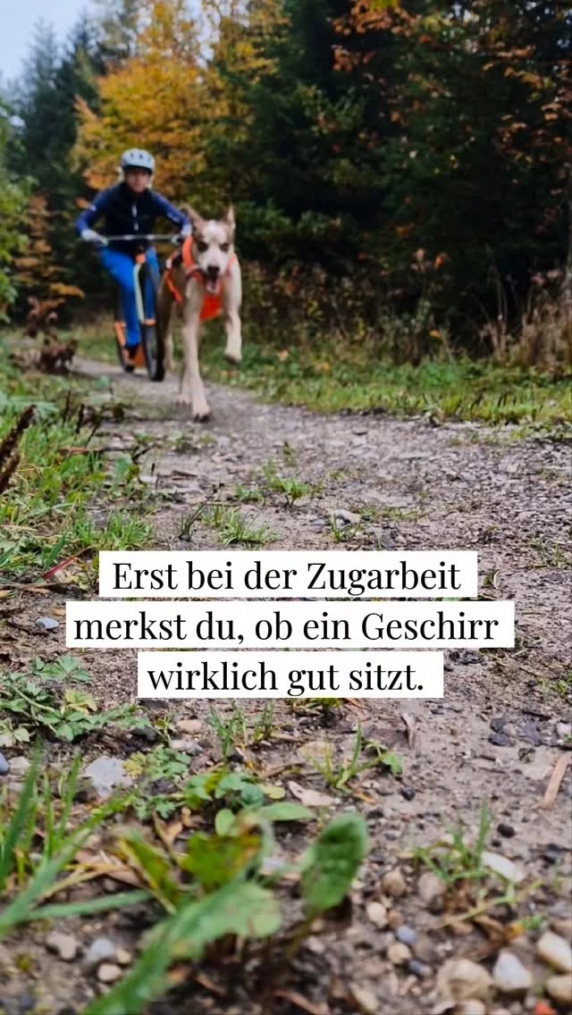 Im Zughundesport kannst du schlechtes Equipment nicht verstecken. 💁‍♀️

Da merkst du sofort:

✅ sitzt das Geschirr wirklich gut?
✅ funktioniert das Handling?
✅ passt die Bewegung?
✅ arbeitet der Hund frei?

Genau deshalb achten wir beim Equipment auf komplett andere Dinge als nur Optik.

Für Hunde, die mehr erleben. 🧡
👉 www.strongdog.store

#strongdog #strongdogstore #zughundesport #canicross #fürhundediemehrerleben