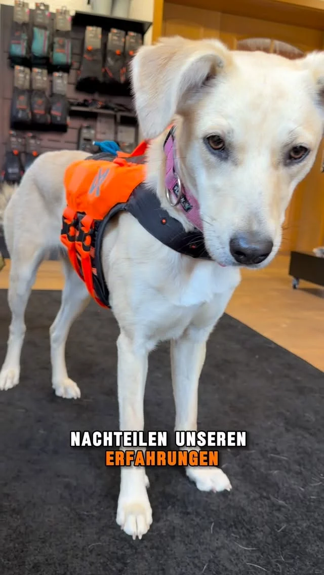 Wir haben euch gefragt, welche Produkte ihr morgen im Live sehen wollt. 😅🐾

Die Antwort war ziemlich eindeutig:

❄️ Kühlen.
🥾 Wandern.
🌊 Wasser.

Deshalb schauen wir uns morgen genau diese drei Produkte genauer an:

🧡 Die Kühlweste
🧡 Die Wanderrucksäcke
🧡 Die Schwimmweste

Ehrlich, praxisnah und wie immer ohne Verkaufsblabla. 😅

Und noch eine kleine Neuigkeit:

👀 Ab morgen könnt ihr euch in unserem StrongDog Concept Store euer eigenes Match zusammenstellen.

3 Produkte kombinieren = 15 % sparen. 🧡

📍 Morgen, 20 Uhr live auf Instagram.

Wir freuen uns auf euch! 🐾 Wer ist dabei? 👇

#strongdog #nonstopdogwear #hundeabenteuer #wandernmithund #hundesport