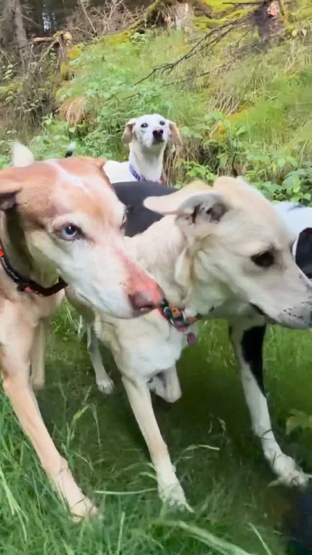 Die großen Mädels tragen alle Halsbänder von @nonstopdogwear. Wer als erstes in den Kommentaren errät wer welches trägt, dem schenk ich eines. Los gehts 👇