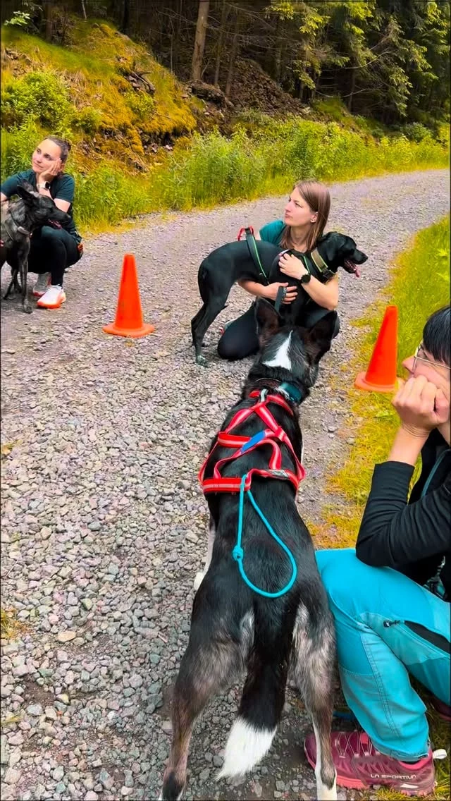 Gutes Training beginnt nicht mit einer Lösung.

Gutes Training beginnt mit Verstehen.

Mit Hinsehen.
Mit Zuhören.
Mit Beobachten.

Denn wer die Ursache erkennt, verändert mehr als nur das Verhalten. 🐾