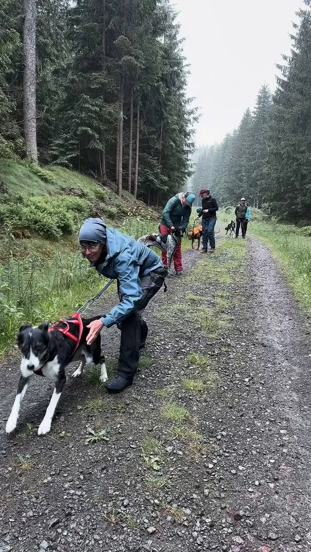 Bevor wir Probleme lösen können, müssen wir lernen, sie wirklich zu sehen. 🧡

StrongDog Trainerfortbildung Tag 1. 👀🐾

Für einen gesünderen & besseren Zughundesport! 💪