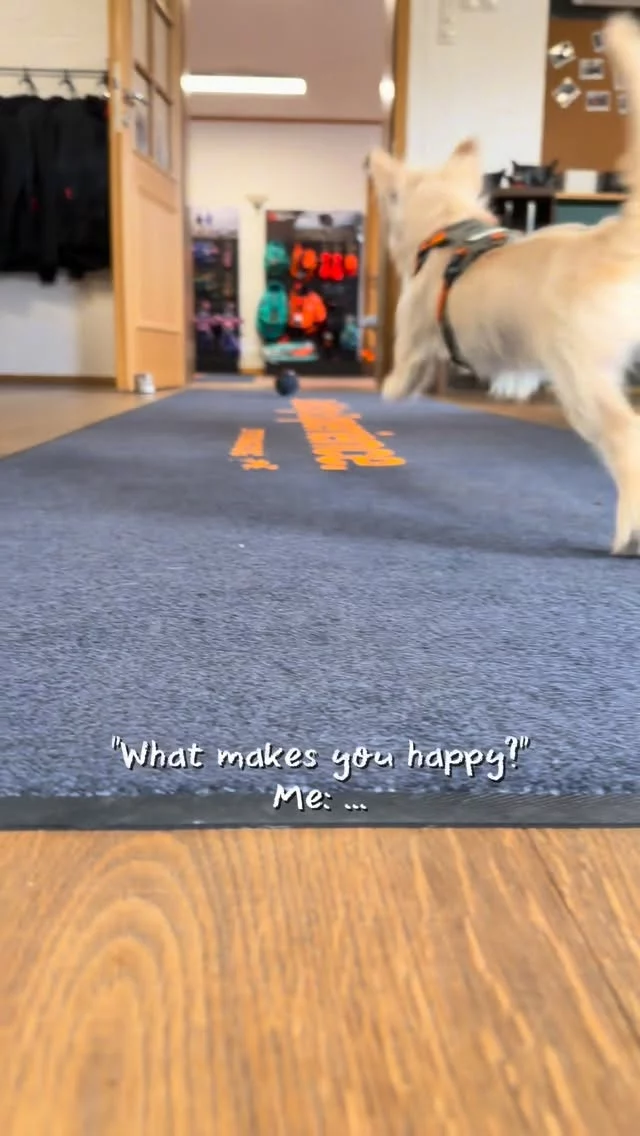 Sia hat entschieden: Das neue @redoggo Spielzeug bleibt. 😅🎾

Und weil Teilen Freude macht: 🧡 Wir verlosen 1 Spielzeug unter allen Kommentaren bis morgen Abend.

Verratet uns:
👉 Wer wäre bei euch der größte Spielzeug-Junkie?

Los geht’s. 🐾

👉 www.strongdog.store