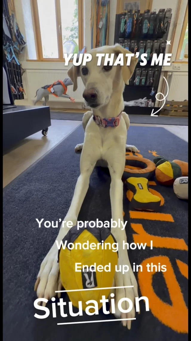 Rosi needs the leckerli! 🤪

Less Drama, More Play. 👉 www.strongdog.store