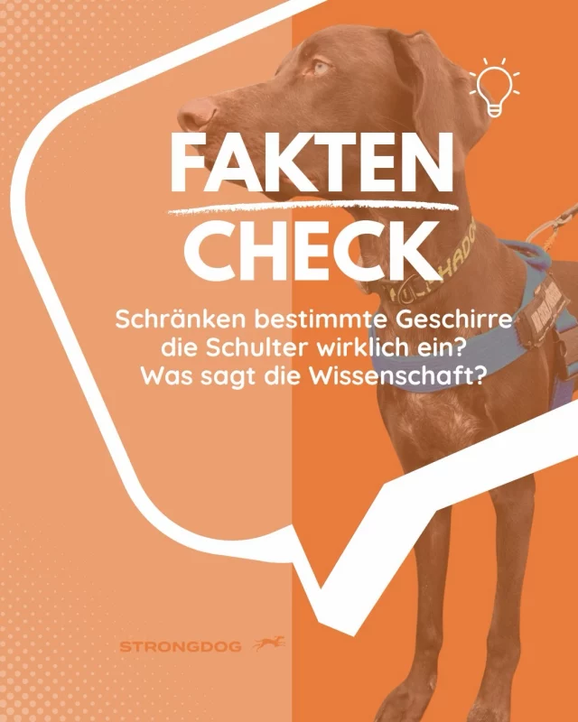 Unser Fazit:

In der Hundewelt werden viele Aussagen mit großer Überzeugung getroffen. Oft wirken sie wie unumstößliche Fakten, obwohl die wissenschaftliche Evidenz dafür nicht immer ausreicht.

Genau deshalb haben wir den StrongDog Faktencheck ins Leben gerufen.

Unser Ziel ist es, aktuelle wissenschaftliche Erkenntnisse verständlich einzuordnen, kritisch zu hinterfragen und mit langjähriger Praxiserfahrung zu verbinden.

Gerade beim Thema Hundegeschirre zeigt der aktuelle Forschungsstand vor allem eines: Pauschale Aussagen werden der Komplexität des Themas nicht gerecht.

Nach heutigem Wissensstand spielen Passform, individueller Körperbau und der jeweilige Einsatzbereich eine entscheidendere Rolle als die reine Geschirrform.

Gleichzeitig ist es wichtig, die vorhandenen Studien richtig einzuordnen. Die bisher veröffentlichten Untersuchungen wurden überwiegend mit kleinen Stichproben durchgeführt und beziehen sich meist auf Hunde im normalen Gehen oder Traben. Für den Zughundesport ist die wissenschaftliche Evidenz derzeit noch begrenzt. Viele Fragen sind bislang nicht ausreichend untersucht.

Deshalb sind wissenschaftliche Studien für uns ein wichtiger Baustein, aber sie ersetzen weder kritisches Denken noch die Erfahrung aus der Praxis. Beides gehört zusammen.

Denn Wissenschaft entwickelt sich weiter. Und genau deshalb sollten auch wir bereit sein, unser Wissen immer wieder zu überprüfen und weiterzuentwickeln.

📚 Ausgewählte Quellen:
• Nagymáté et al. (2018)
• Williams et al. (2023)
• Dowdeswell & Churchill (2024)
• Systematische Übersichtsarbeit zur Biomechanik von Hundegeschirren (2025)

💬 Wie seht ihr das? Wünscht ihr euch mehr wissenschaftlich eingeordnete Faktenchecks zu Themen aus der Hundewelt?