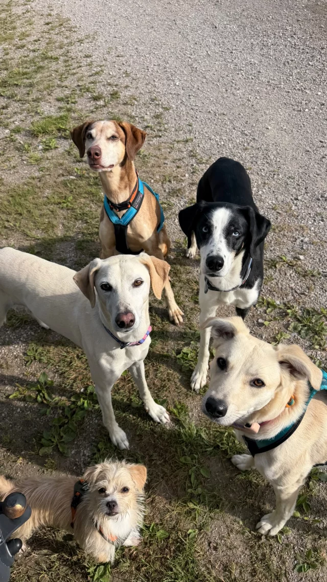 Warum trägt welcher Hund was? 🐕🥾

Auf den ersten Blick sieht es vielleicht so aus, als hätten alle einfach irgendein Geschirr und irgendeine Leine an. Tatsächlich steckt hinter jedem einzelnen Teil eine Entscheidung.

Jeder meiner Hunde hat andere Voraussetzungen, andere Aufgaben und andere Bedürfnisse. Deshalb trägt auch nicht jeder das gleiche Equipment.

In diesem Reel nehme ich euch mit auf eine kleine Hike-Runde und erkläre euch ganz unkompliziert:
🐾 warum welcher Hund welches Geschirr trägt,
🐾 warum ich welche Leine gewählt habe,
🐾 was ich selbst dabei habe und vor allem warum.

Denn gutes Equipment bedeutet für mich nicht: teuer oder modern. Es bedeutet: Es passt zum Hund, zur Situation und zu dem, was wir gemeinsam vorhaben.

Vielleicht hilft euch das auch bei der Entscheidung für euren eigenen Hund. 🧡

Auf unserem neuen YouTube-Kanal StrongDog Events, Training & Store findet ihr übrigens noch ausführlichere Videos rund um Geschirre, Leinen und Equipment – inklusive der jeweiligen Vor- und Nachteile. Dort können wir deutlich tiefer in die einzelnen Themen eintauchen.

Schreibt mir gerne in die Kommentare: Gibt es Equipment, zu dem ihr euch eine ausführlichere Erklärung wünscht?