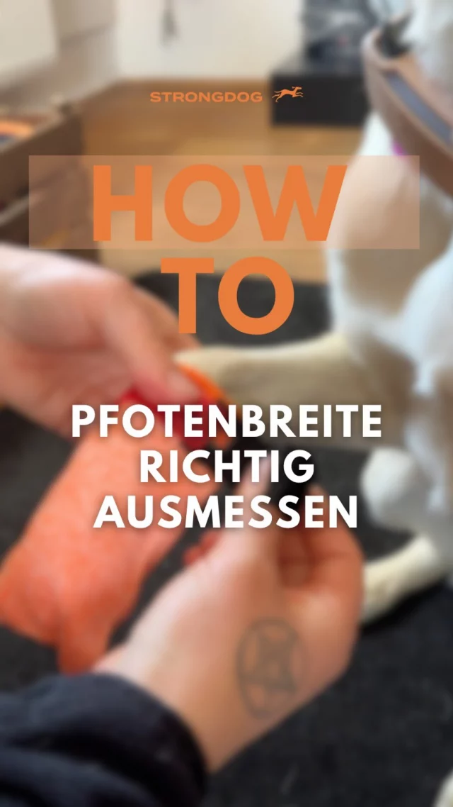 Die richtige Größe entscheidet darüber, ob ein Bootie hält oder ständig verrutscht. 🐾

In diesem Reel zeigen wir dir, wie du die Pfotenbreite deines Hundes richtig ausmisst.

👉 Das komplette Video mit allen Bootie-Modellen, den Vor- und Nachteilen, den Einsatzbereichen und der richtigen Anwendung findest du auf unserem YouTube-Kanal StrongDog – Events | Training | Store.

Speicher dir das Reel für den nächsten Bootie-Kauf und schick es an jemanden, der gerade auf der Suche nach den passenden Hundeschuhen ist. 🧡