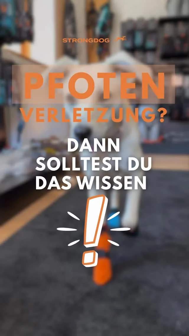 Ein Bootie schützt die verletzte Pfote, kann aber gleichzeitig die Bewegung deines Hundes verändern. 🐾

Viele Hunde entlasten automatisch die geschützte Pfote. Dadurch entstehen schnell Fehlbelastungen, die Gelenke, Muskeln und Sehnen zusätzlich beanspruchen können.

💡 Deshalb empfehlen wir:
✔️ Bei einer Verletzung vorne: beide Vorderpfoten schützen.
✔️ Bei einer Verletzung hinten: beide Hinterpfoten schützen.
✔️ Bei längeren Touren oder anspruchsvollem Gelände sind vier Booties oft die beste Lösung, um die Belastung möglichst gleichmäßig zu verteilen.

🧡 Hat dir der Tipp geholfen?
📌 Speichere das Reel für den Ernstfall.
👣 Folge @strongdog.training für mehr Tipps rund um Hundesport & Outdoor und lass dich von uns auf www.strongdog.store beraten.