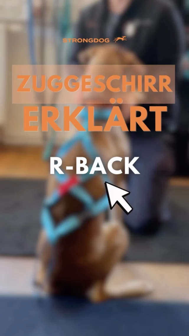 🐾 Für mich gehört das R-Back-Zuggeschirr zu den besten Zuggeschirren, wenn es zum Hund passt.

Warum? Genau das erzähle ich in diesem kurzen Ausschnitt.

🎥 Das komplette Video mit allen Vor- und Nachteilen, der richtigen Passform und unserer ehrlichen Einschätzung findest du jetzt auf unserem YouTube-Kanal StrongDog – Events | Training | Store.

👉 Den Link findest du in unserer Bio.

Welches Zuggeschirr nutzt dein Hund aktuell? Schreib’s gerne in die Kommentare! 🧡