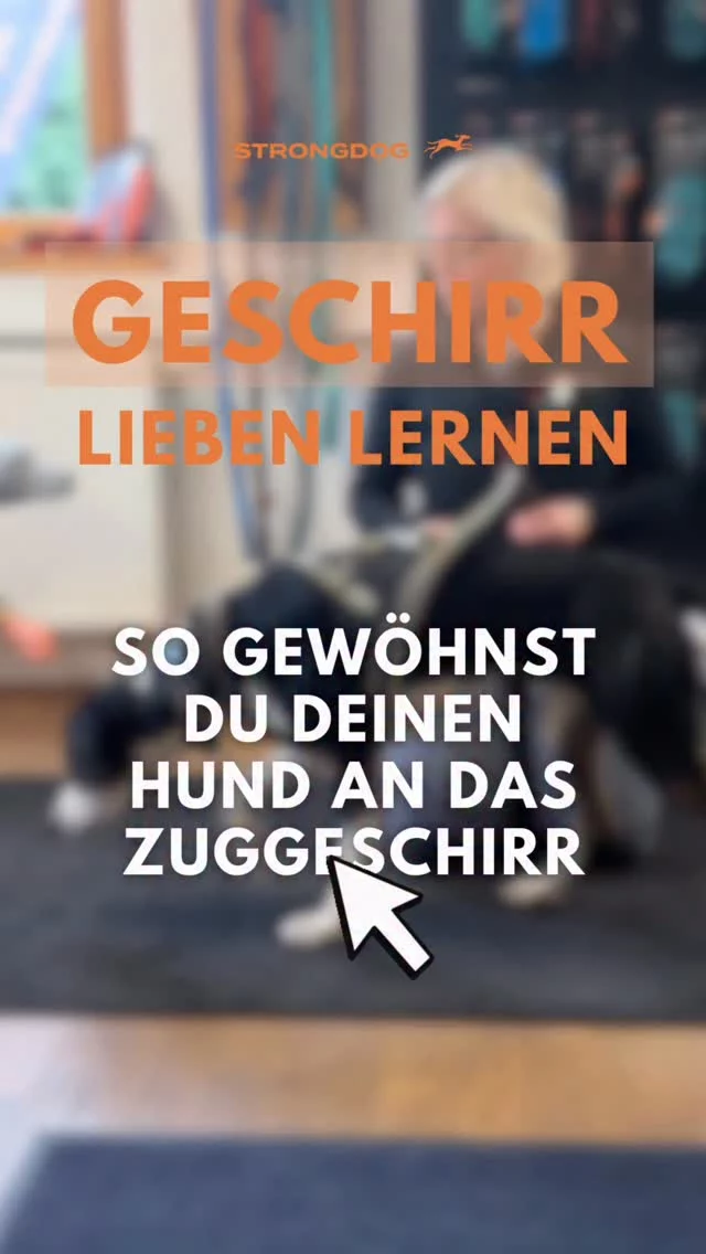 Dein Hund friert ein, sobald das Zuggeschirr angezogen ist? 🐾

Dieses Verhalten sehen wir gerade bei Hunden, die neu im Zughundesport sind, immer wieder.

Für viele Hunde fühlt sich ein Zuggeschirr zunächst ungewohnt an. Manche bewegen sich ganz normal weiter, andere bleiben plötzlich wie eingefroren stehen.

Die gute Nachricht: Das lässt sich Schritt für Schritt aufbauen.

In diesem Reel zeigen wir dir, warum dieses Verhalten entsteht und wie du deinem Hund helfen kannst, sich im Zuggeschirr sicher und selbstverständlich zu bewegen.

🎥 Das komplette Video mit allen Erklärungen findest du auf unserem YouTube-Kanal.

Denn ein Zuggeschirr sollte für deinen Hund nicht nur gut passen, er sollte sich darin auch wohlfühlen und sich frei bewegen können.

Das passende Zuggeschirr findest du auf 👉 www.strongdog.store

#strongdog #zughundesport #canicross #hundetraining #doggear