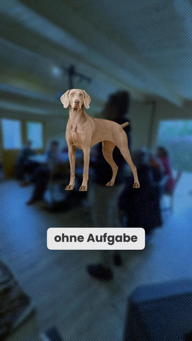 Die größte Veränderung beginnt nicht beim Hund. 🧡

Sie beginnt beim Menschen.

Genau deshalb haben wir die Ausbildung Coach für Hundemenschen entwickelt. Weil wir davon überzeugt sind, dass nachhaltige Veränderung in der Mensch-Hund-Beziehung dort entsteht, wo Menschen verstanden, begleitet und gestärkt werden.

Wir möchten nicht einfach Wissen weitergeben. Wir möchten Menschen ausbilden, die andere Menschen inspirieren, begleiten und nachhaltig verändern.

Wenn dich diese Vision anspricht, laden wir dich herzlich zu unserem kostenlosen Infoabend am 07.08.2026 im 20 Uhr ein.

Oder sichere dir direkt einen der 20 Ausbildungsplätze, die ersten Plätze sind bereits vergeben. 😱

Sind alle Plätze vergeben, schließen wir die Anmeldung für die erste Ausbildungsgruppe.

Vielleicht beginnt genau hier dein nächstes Kapitel. 🧡🐾

#strongdog #tierischaktiv #hundetrainer #coachfürhundemenschen